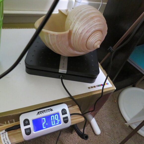 Faux Sea shell light pink & cream some iridescences  9" long 5" tall - Picture 12 of 12